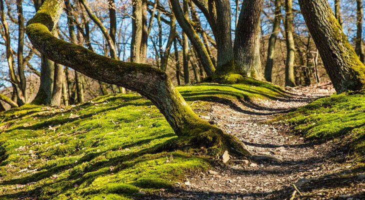 hoeveel val je af met wandelen