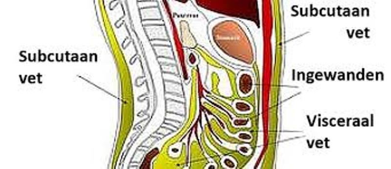 hoe kom ik snel en gemakkelijk van visceraal buikvet af, visceraal buikvet