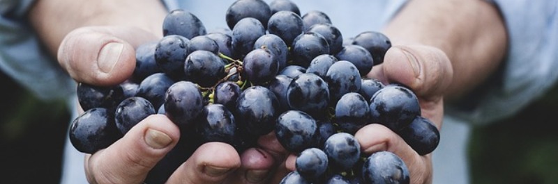 veel afvallen in korte tijd, hand vol met blauwe druiven